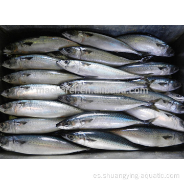 Seafrozen Pacific Whole Mackerel Fish 100-200g para Indonesia